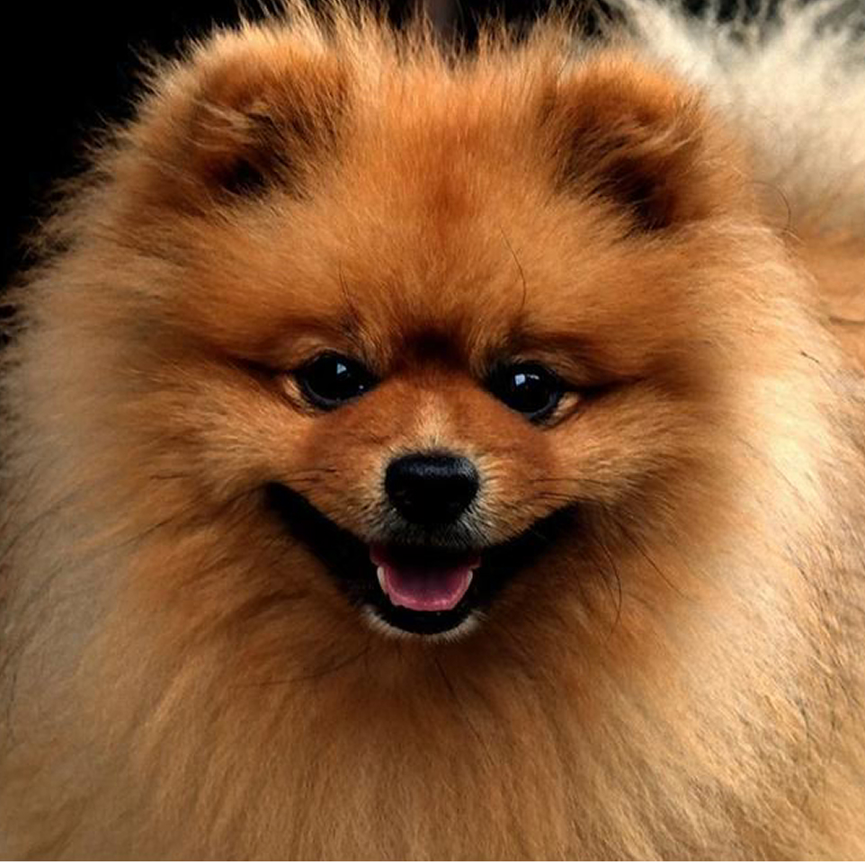 Original dog photo before Royal Lord pet portrait AI transformation - upload your pet photo