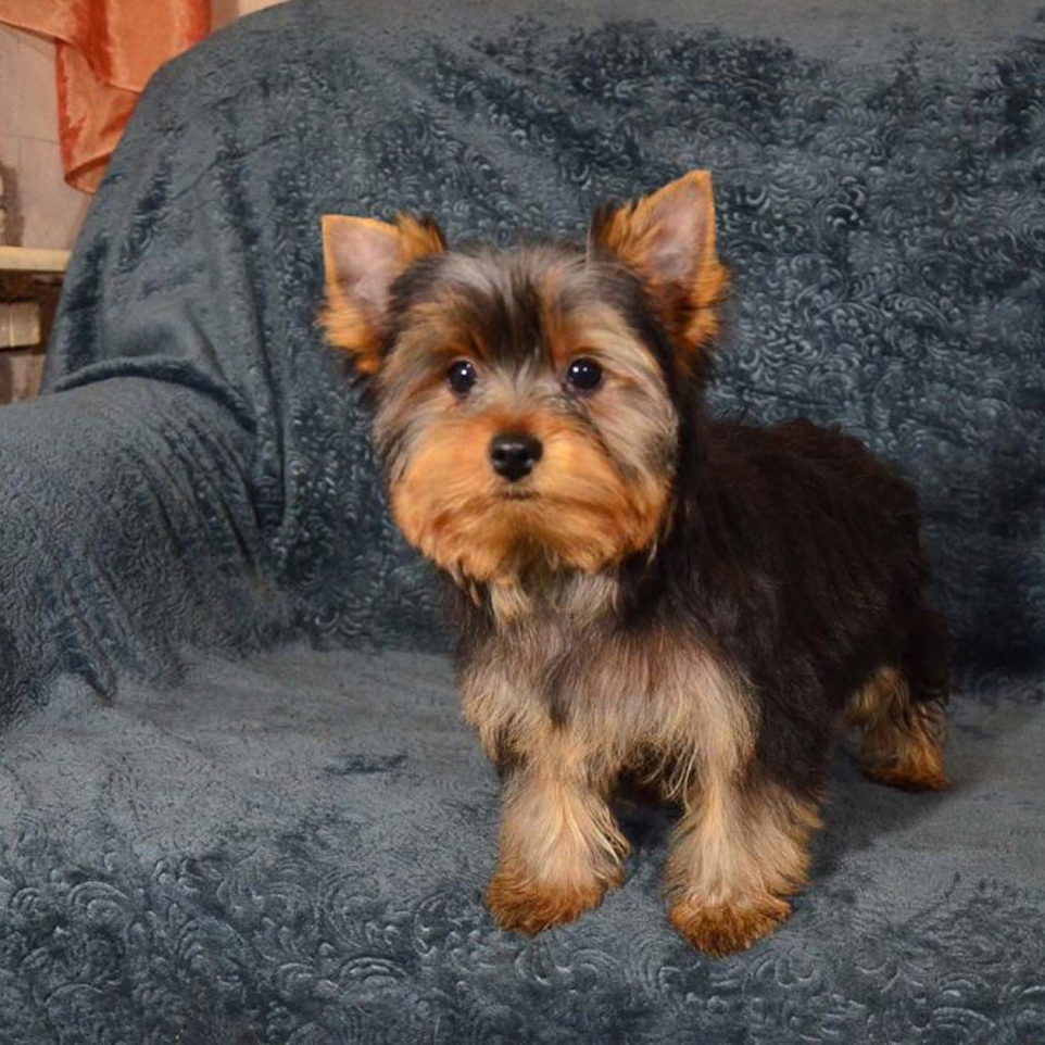 Original Yorkshire Terrier photo before Superhero pet portrait AI transformation - dog art generator