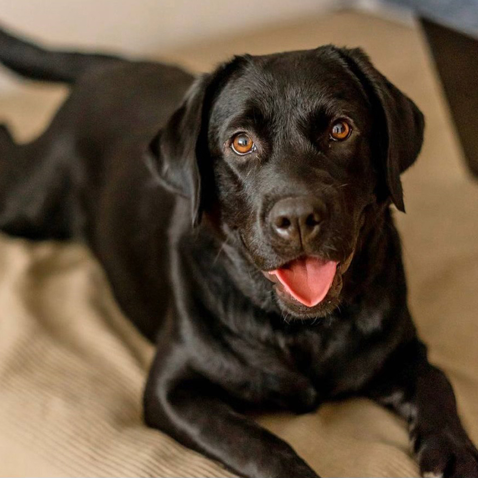 Original Labrador Retriever photo before Firefighter pet portrait AI transformation - professional dog art